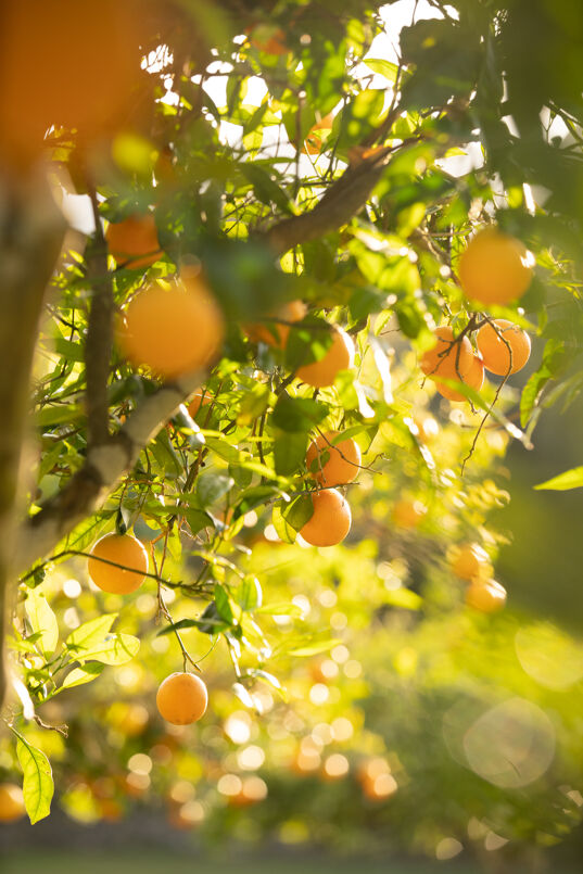 Villa Finca Magnifica